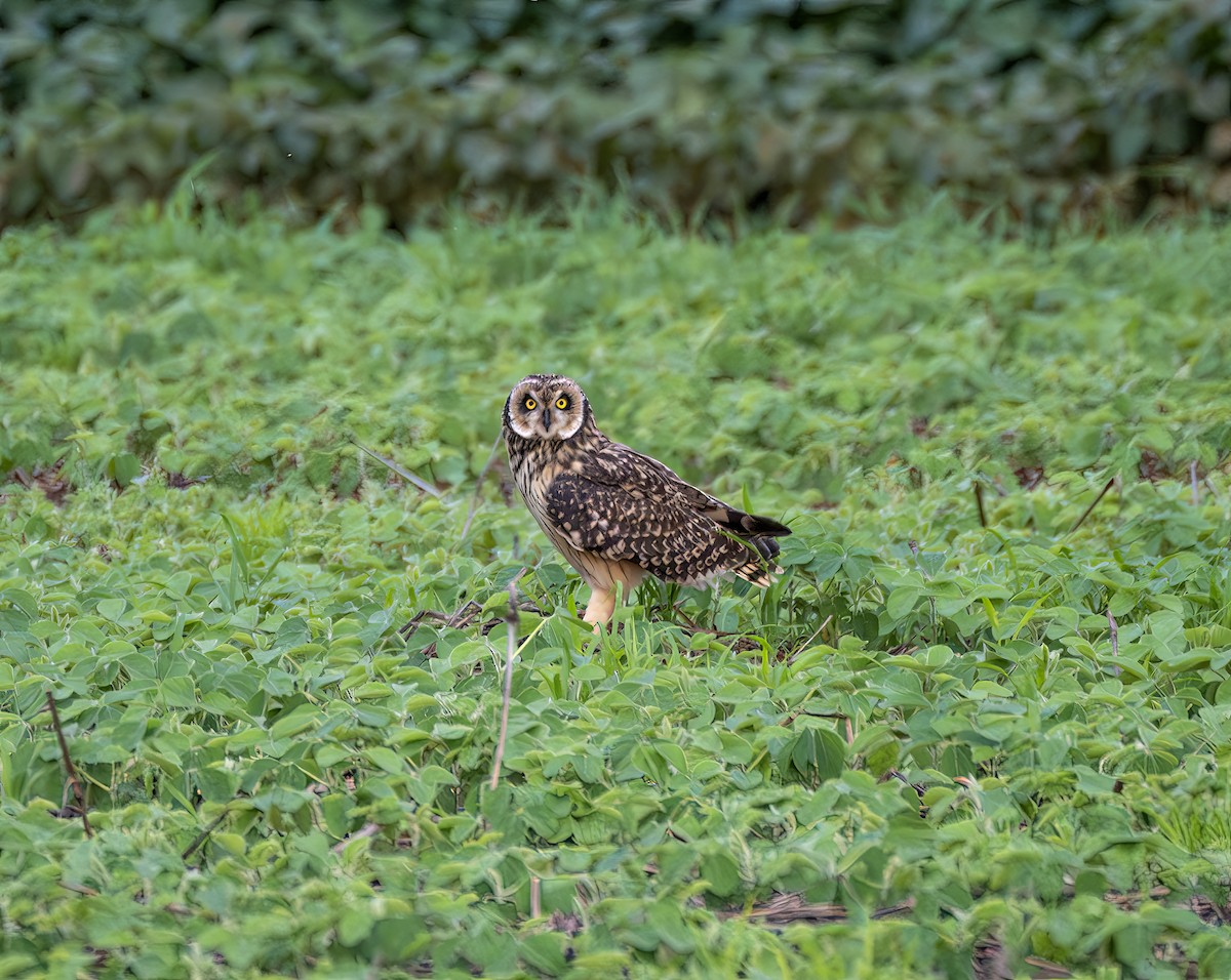Short-eared Owl - ML646964051