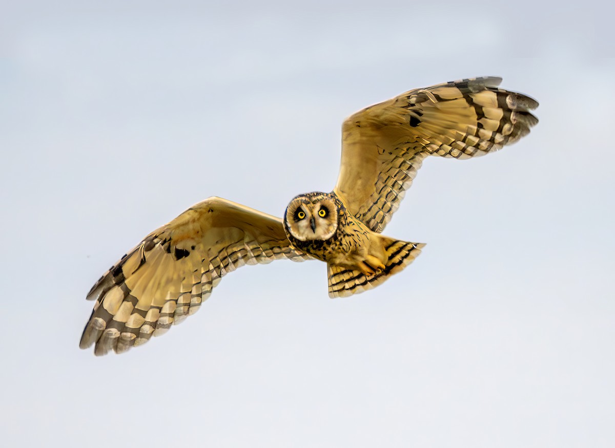 Short-eared Owl - ML646964052