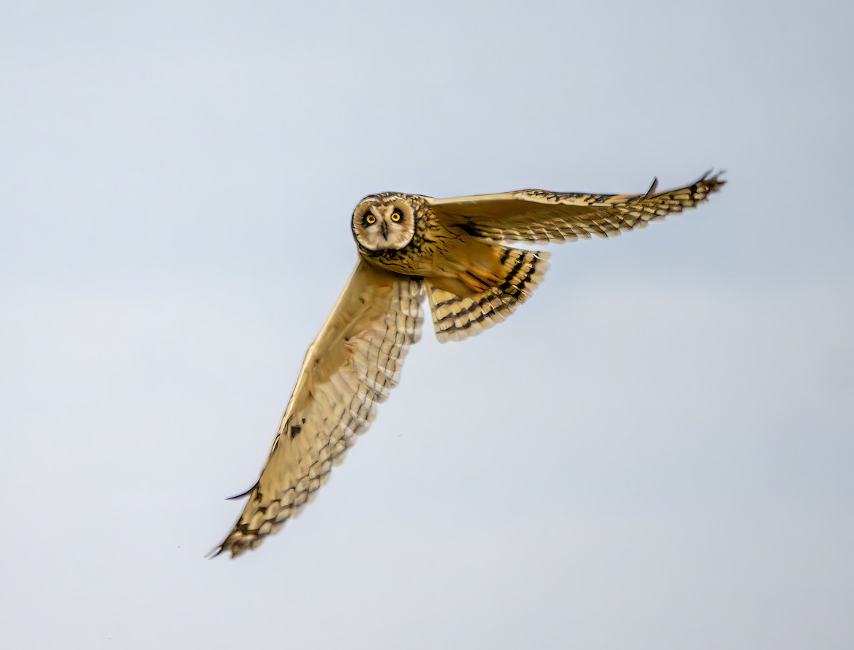 Short-eared Owl - ML646964053