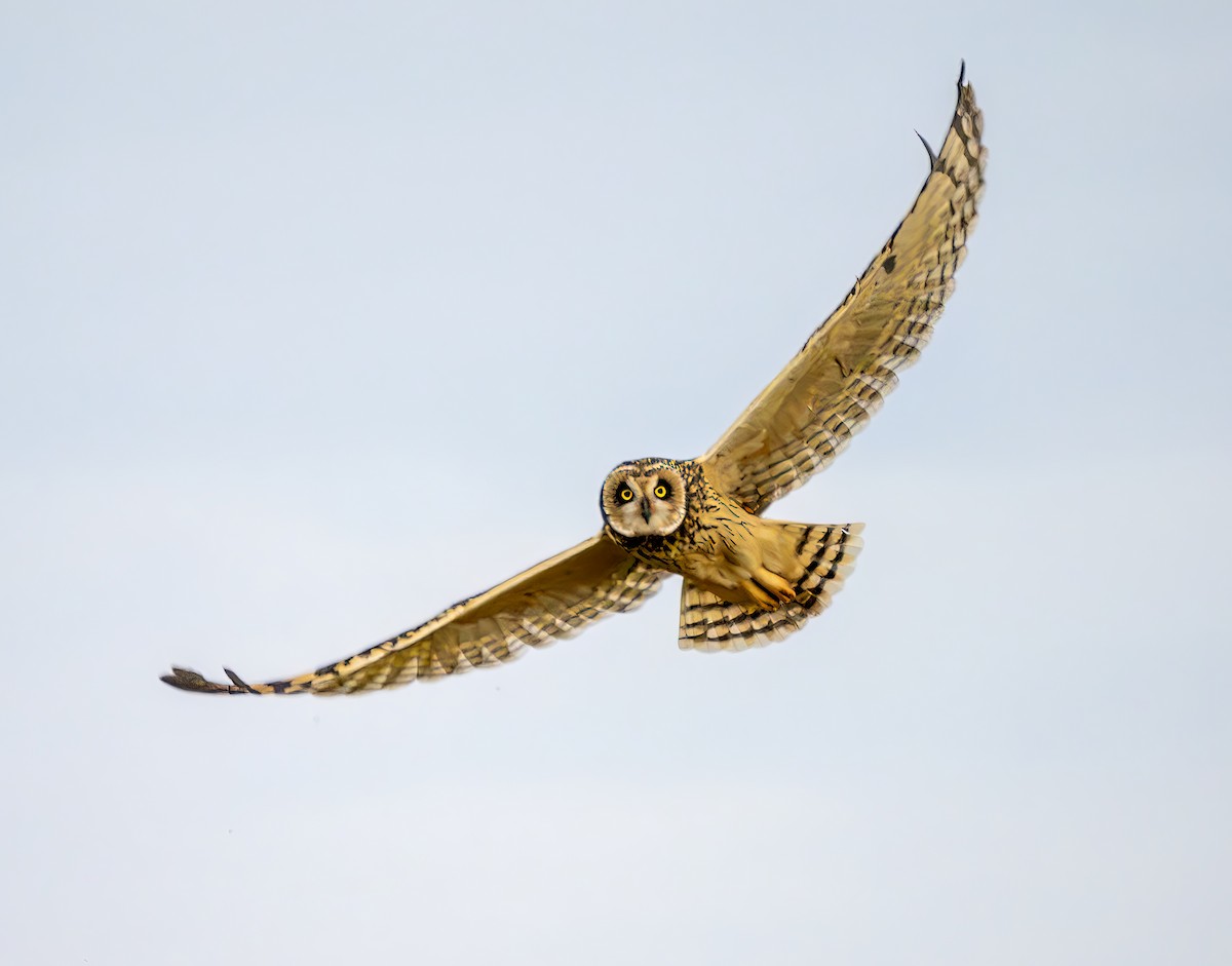 Short-eared Owl - ML646964054
