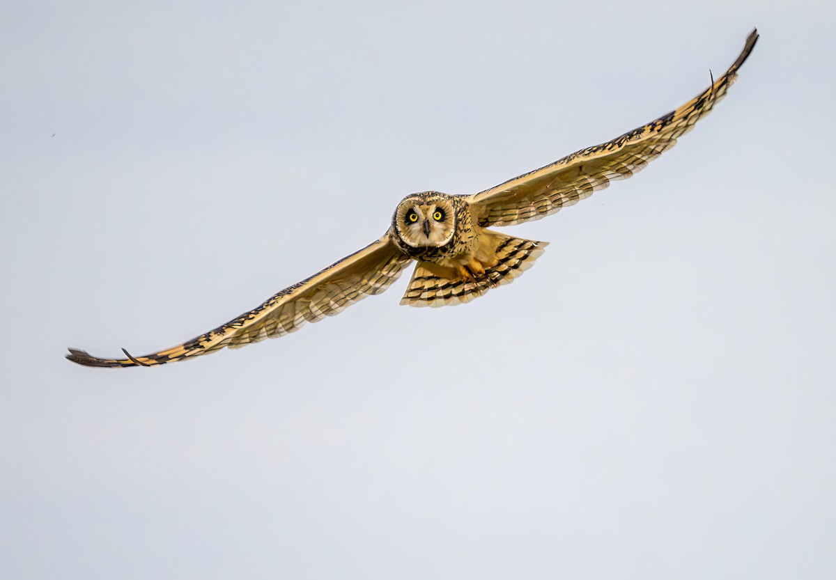 Short-eared Owl - ML646964055