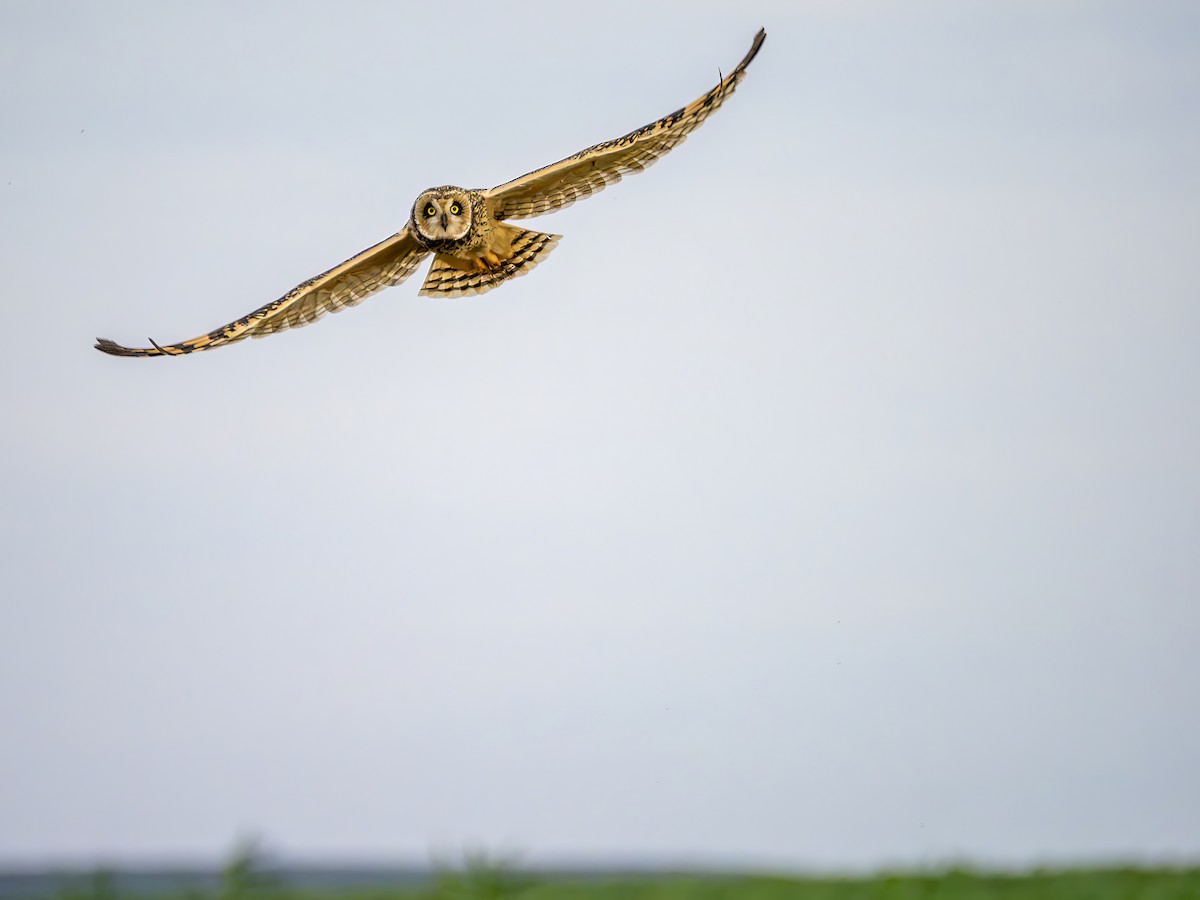 Short-eared Owl - ML646964056