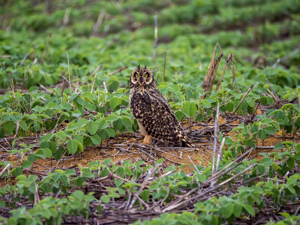 Short-eared Owl - ML646964057