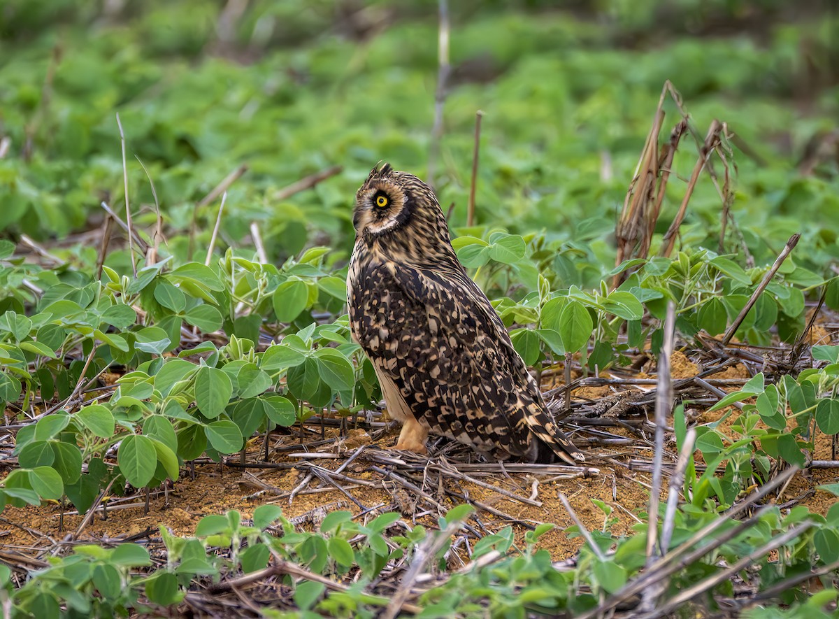 Short-eared Owl - ML646964058
