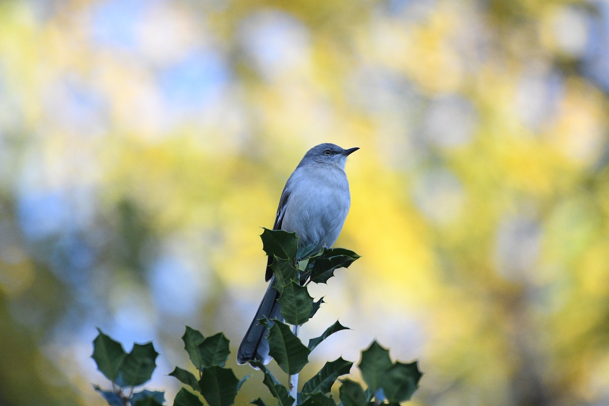 Northern Mockingbird - ML646964059