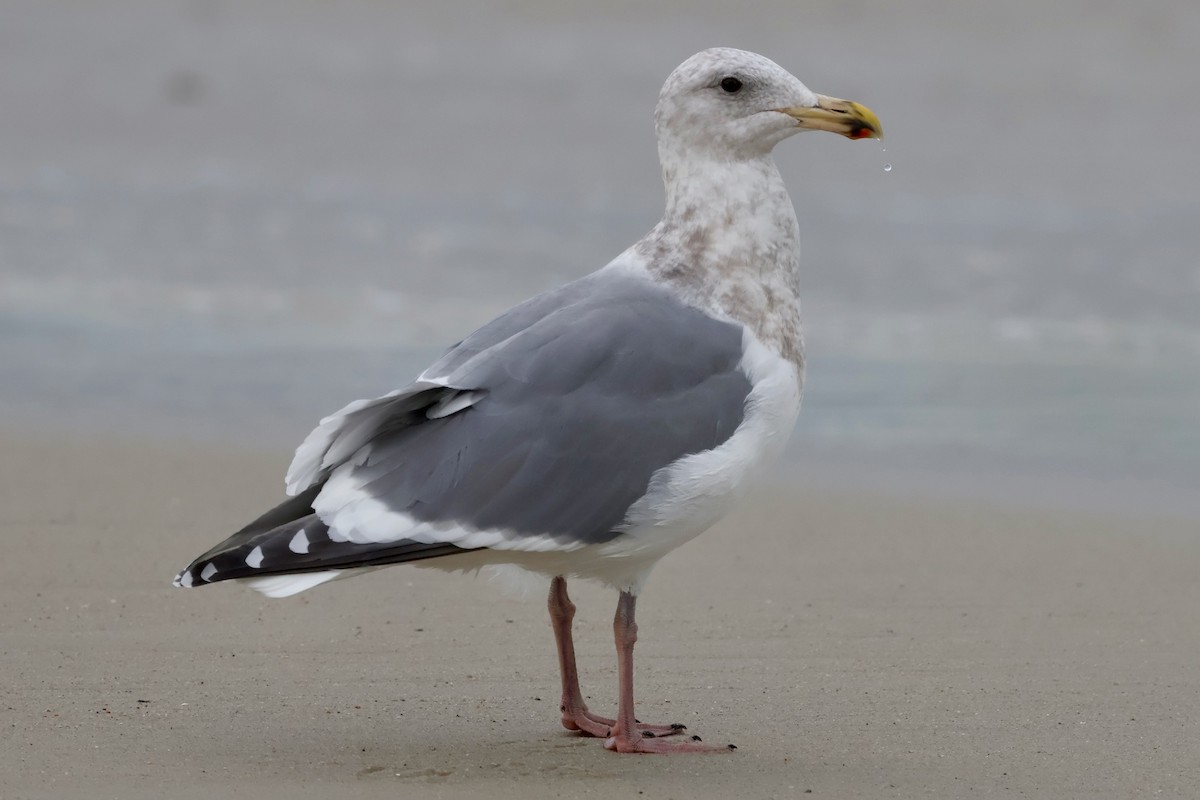 gull sp. - ML646964060
