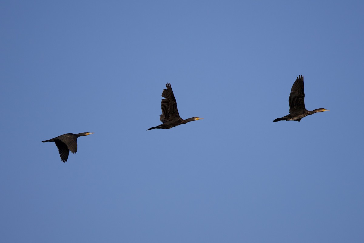 Баклан великий - ML646964065