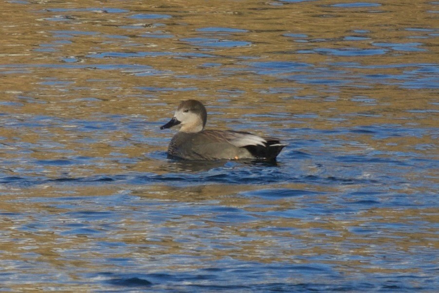 Нерозень - ML646964068