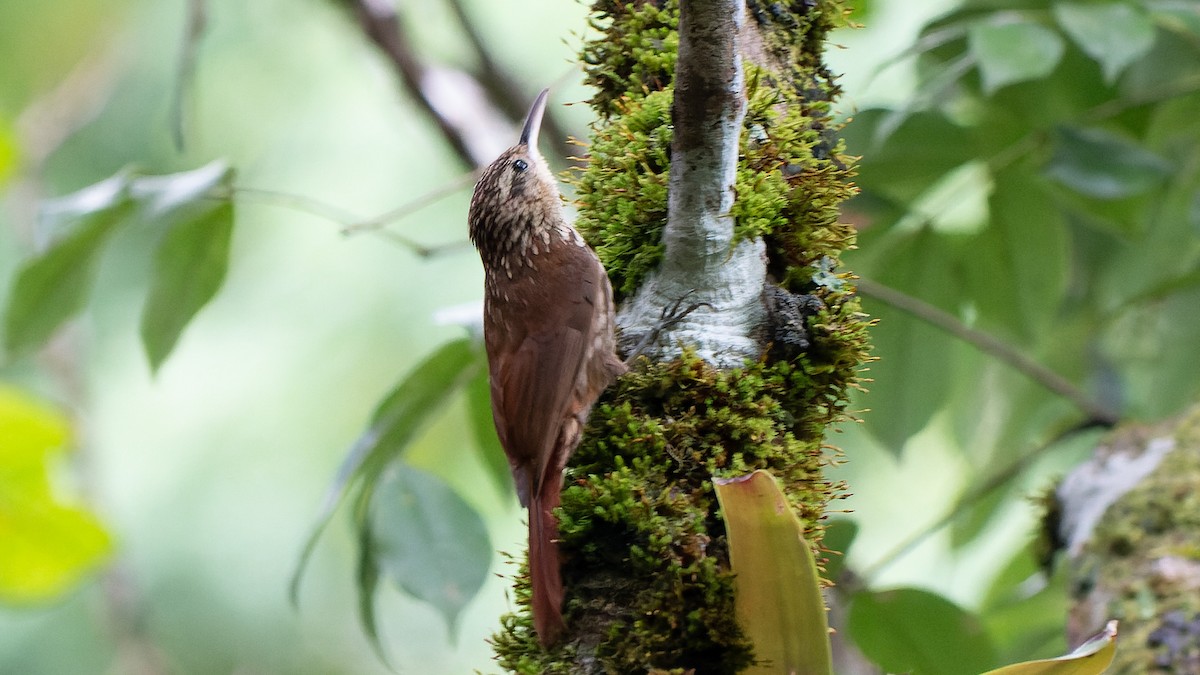 Lesser Woodcreeper - ML646964069