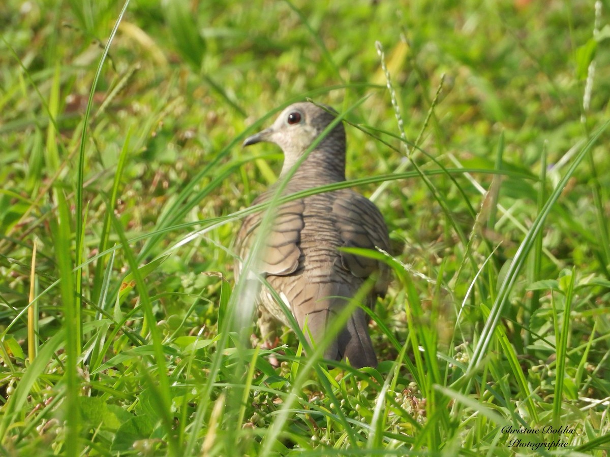 インカバト - ML646964070