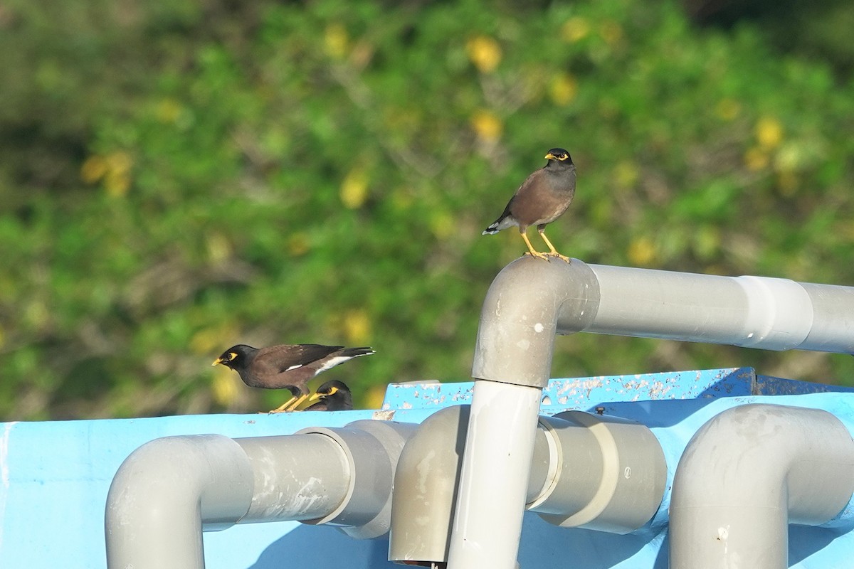 Common Myna - ML646964072