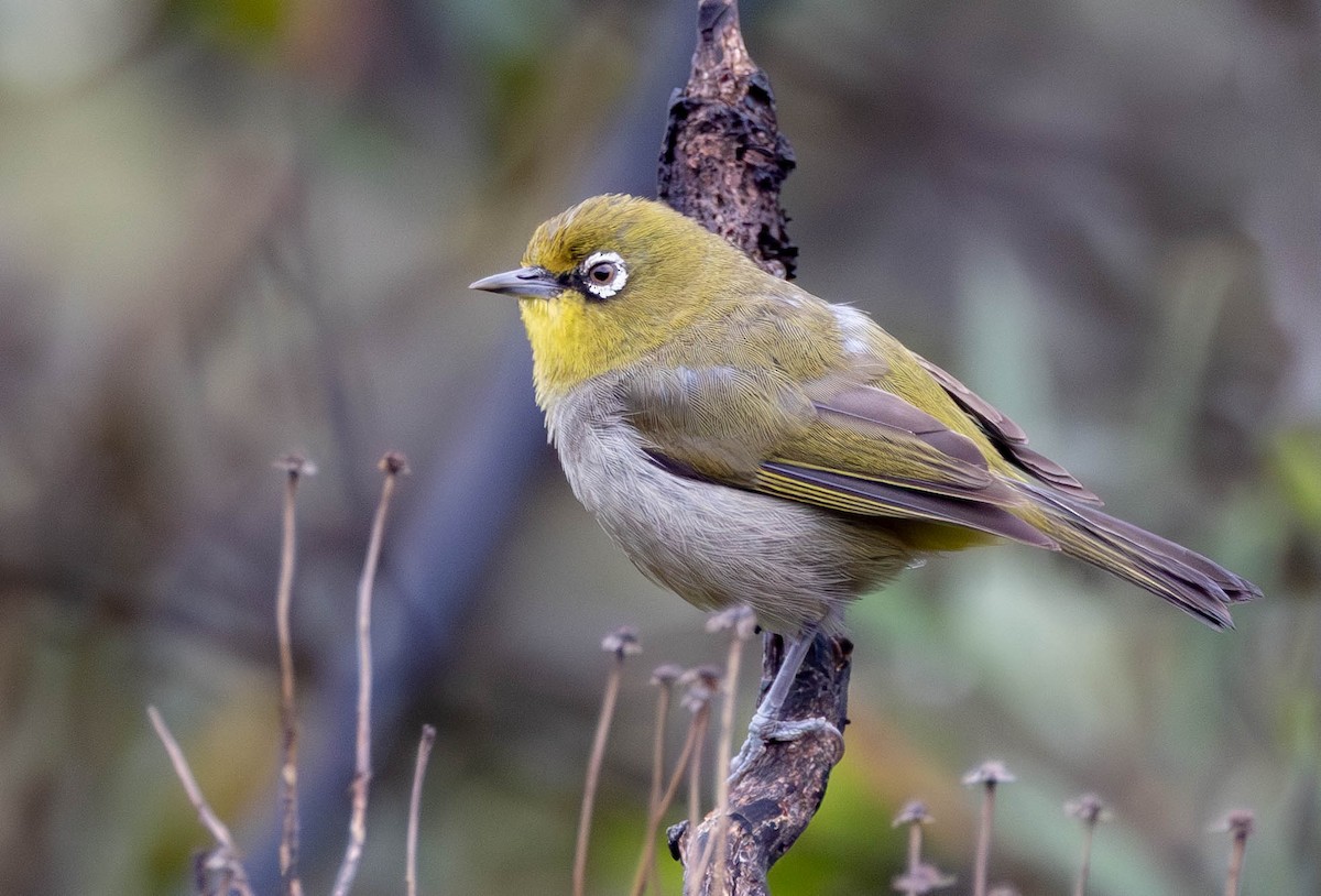 Kapbrillenvogel - ML646964073