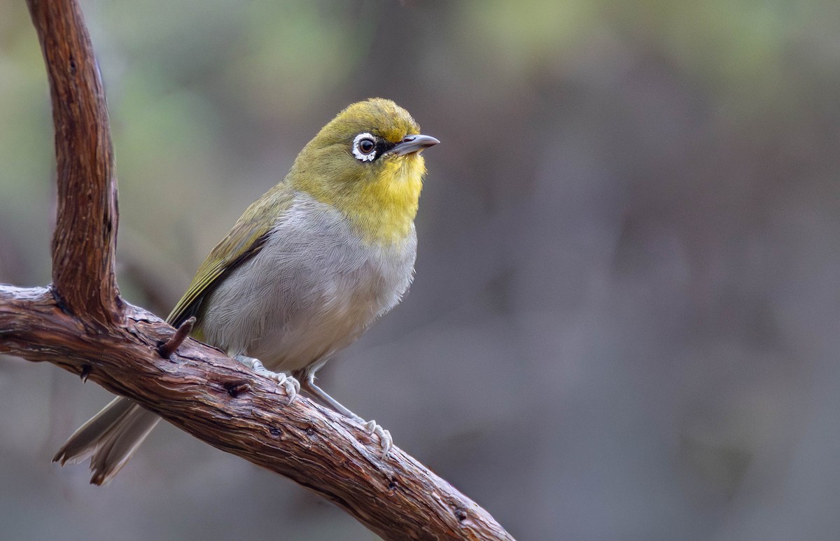 Kapbrillenvogel - ML646964074