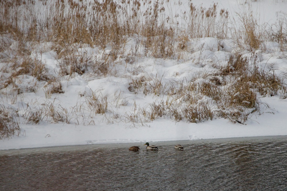 Basahatea - ML646964075