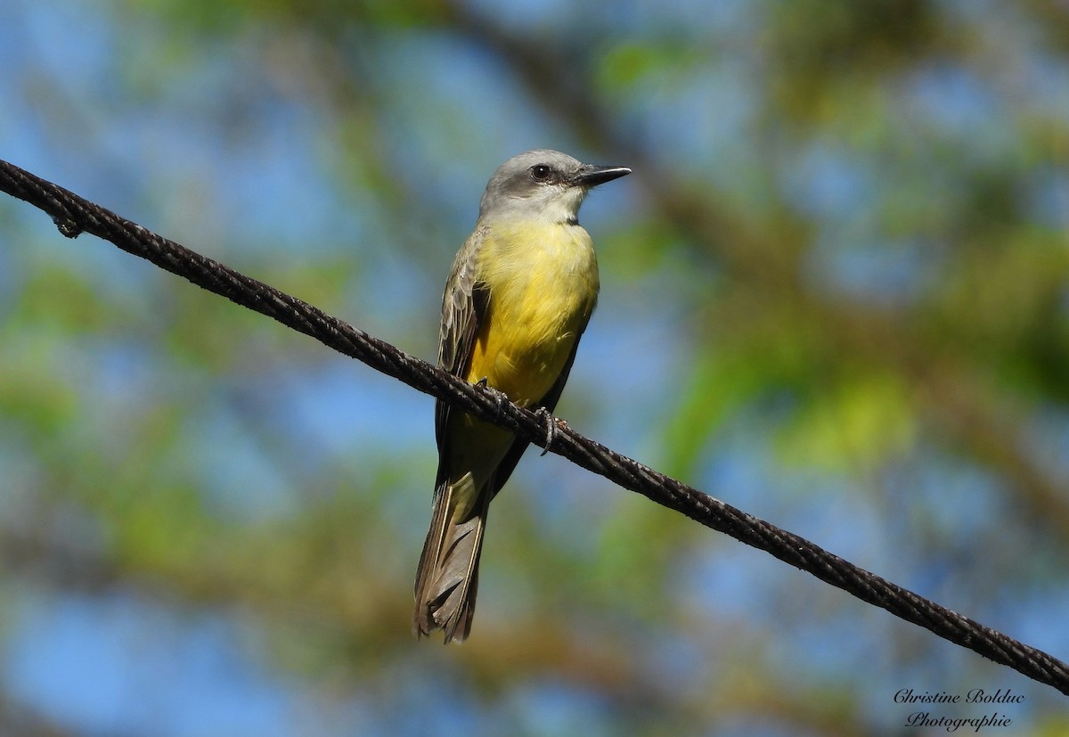 オリーブタイランチョウ - ML646964079