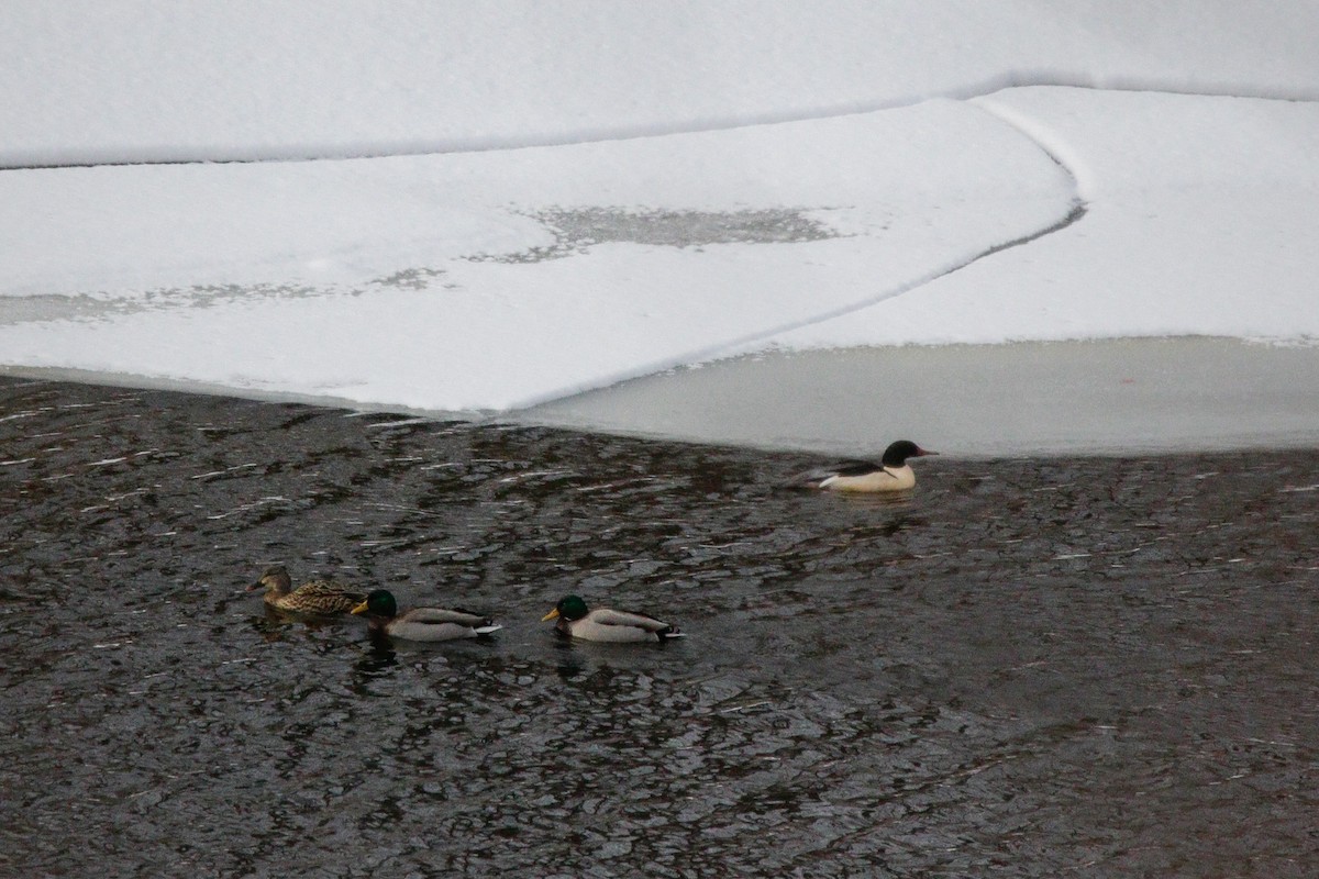 Zerra handia - ML646964080