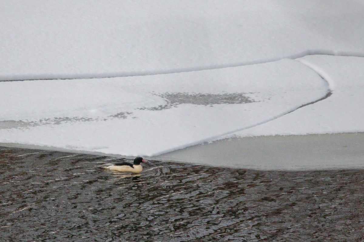 Zerra handia - ML646964082