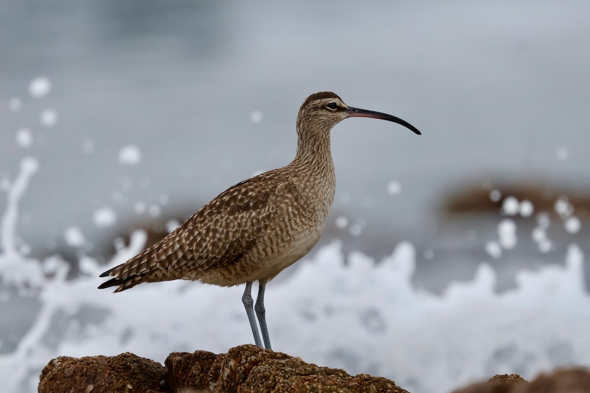 Hudsonian Whimbrel - ML646964083