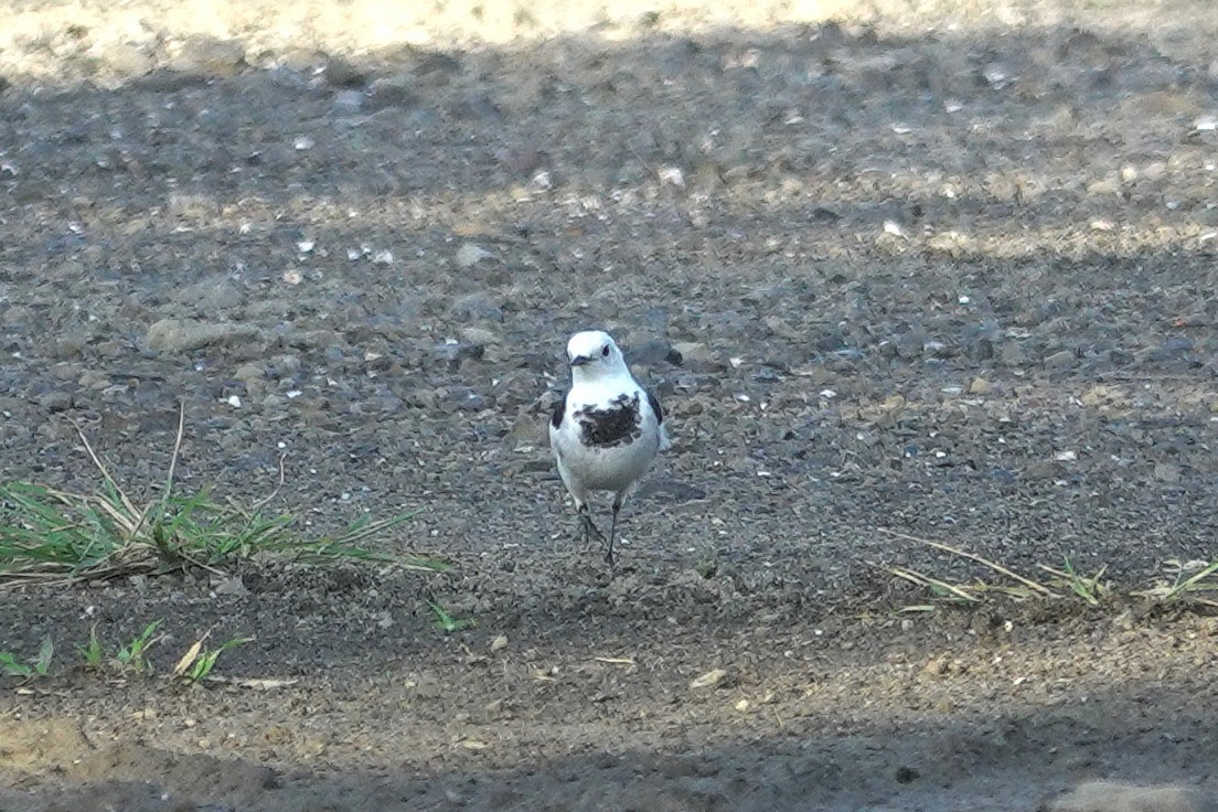 Bachstelze - ML646964087