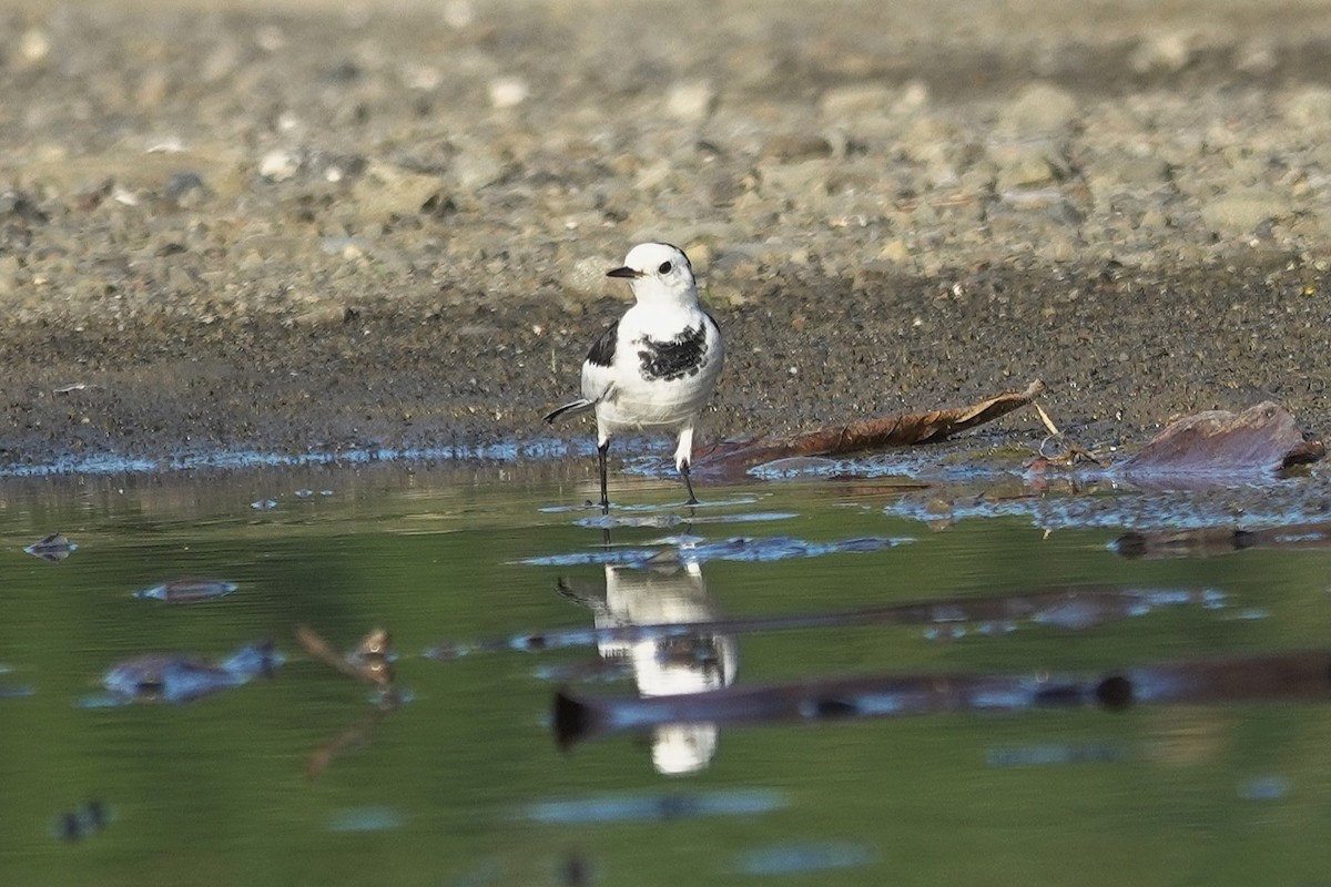 Bachstelze - ML646964088