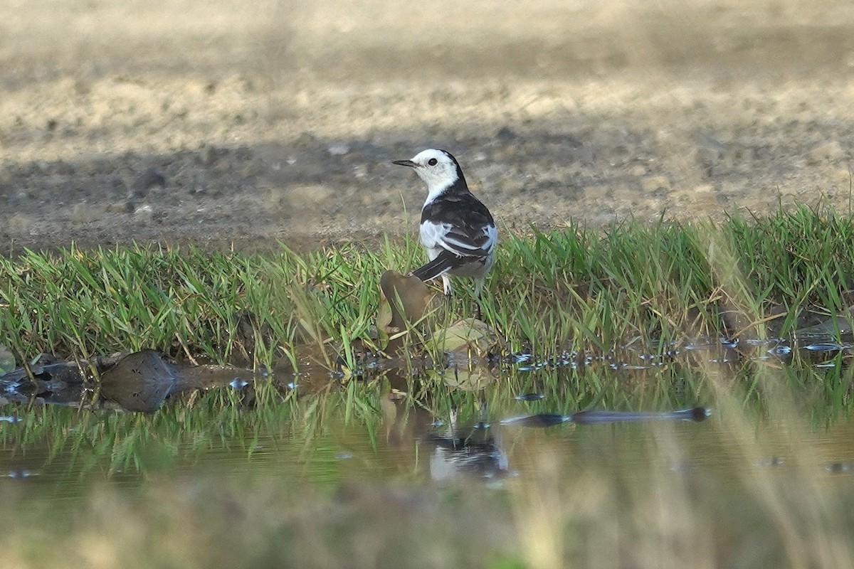 Bachstelze - ML646964089