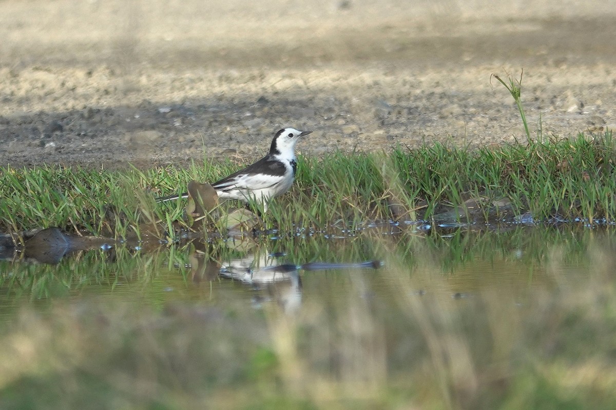 Bachstelze - ML646964090