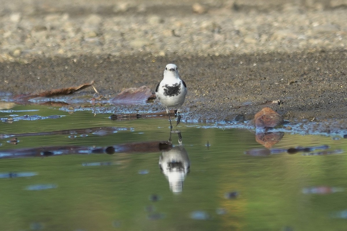 Bachstelze - ML646964091