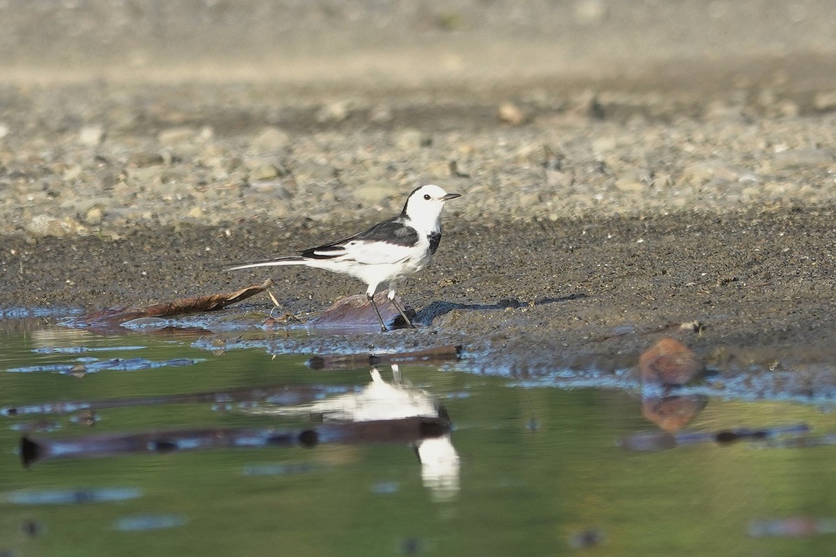 Bachstelze - ML646964092