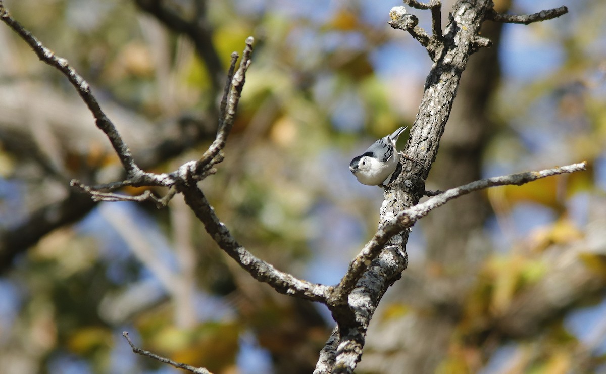 White-breasted Nuthatch - ML646964094