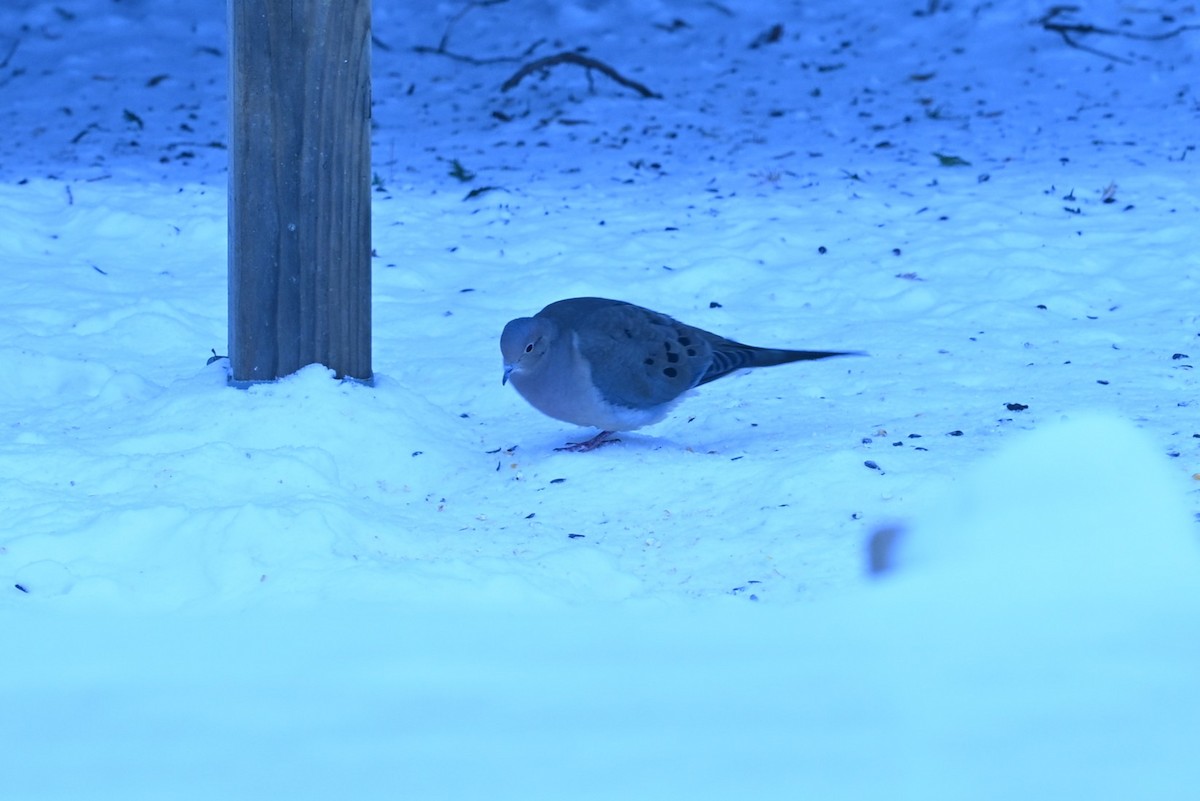 Uzun Kuyruklu Kumru - ML646964096