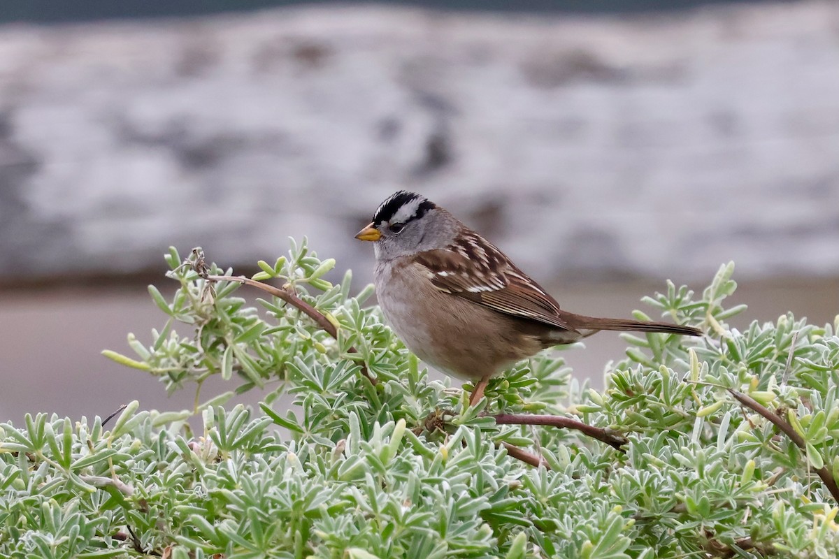 White-crowned Sparrow - ML646964099
