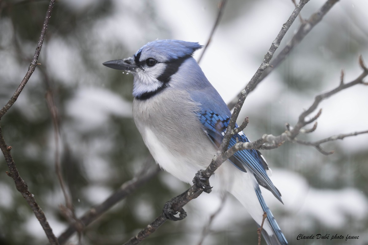 Blue Jay - ML646964102