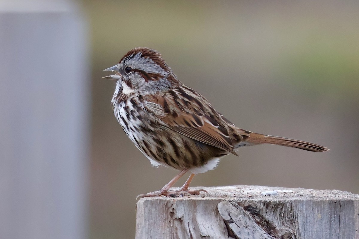 Song Sparrow - ML646964104