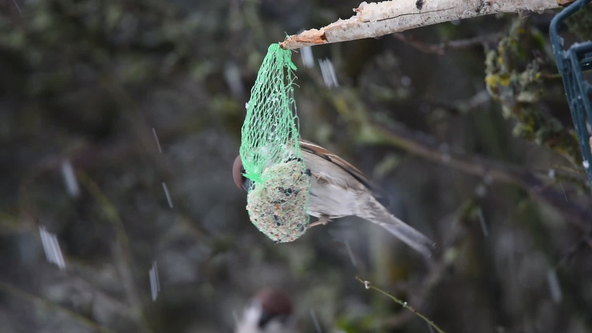Eurasian Tree Sparrow - ML646964106