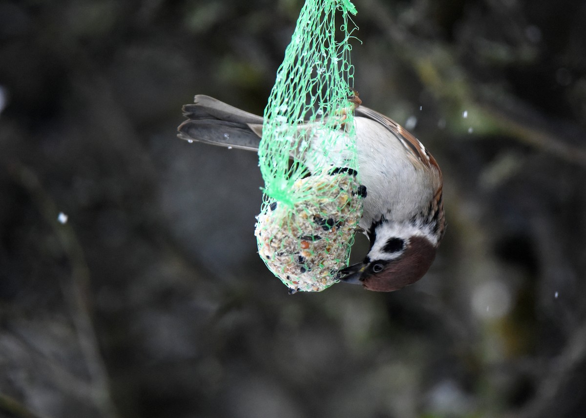 Eurasian Tree Sparrow - ML646964109