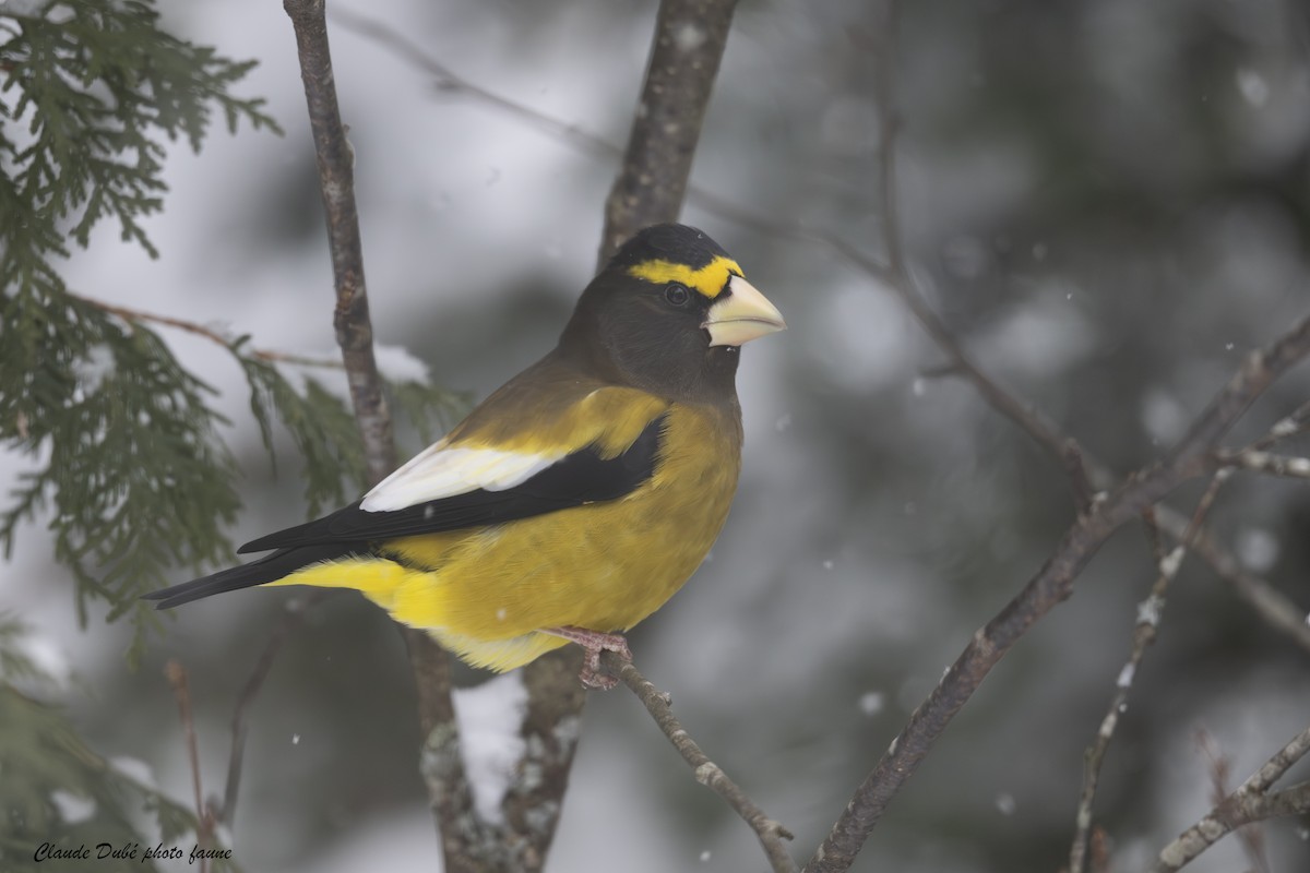 עב-מקור ערב - ML646964110