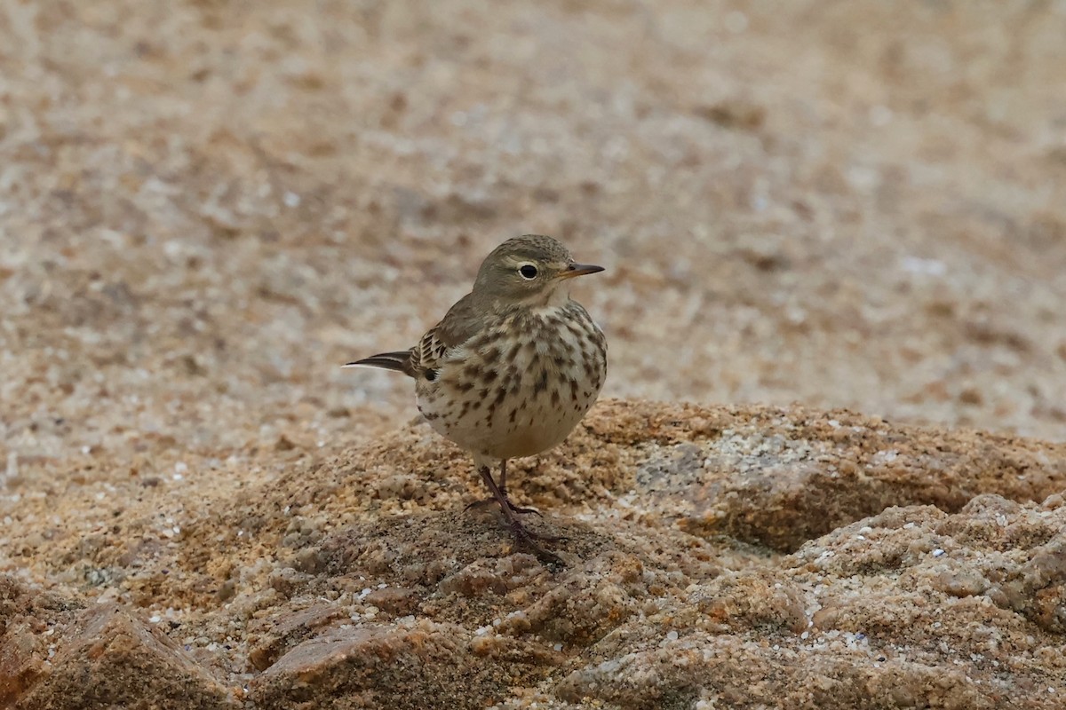 American Pipit - ML646964118