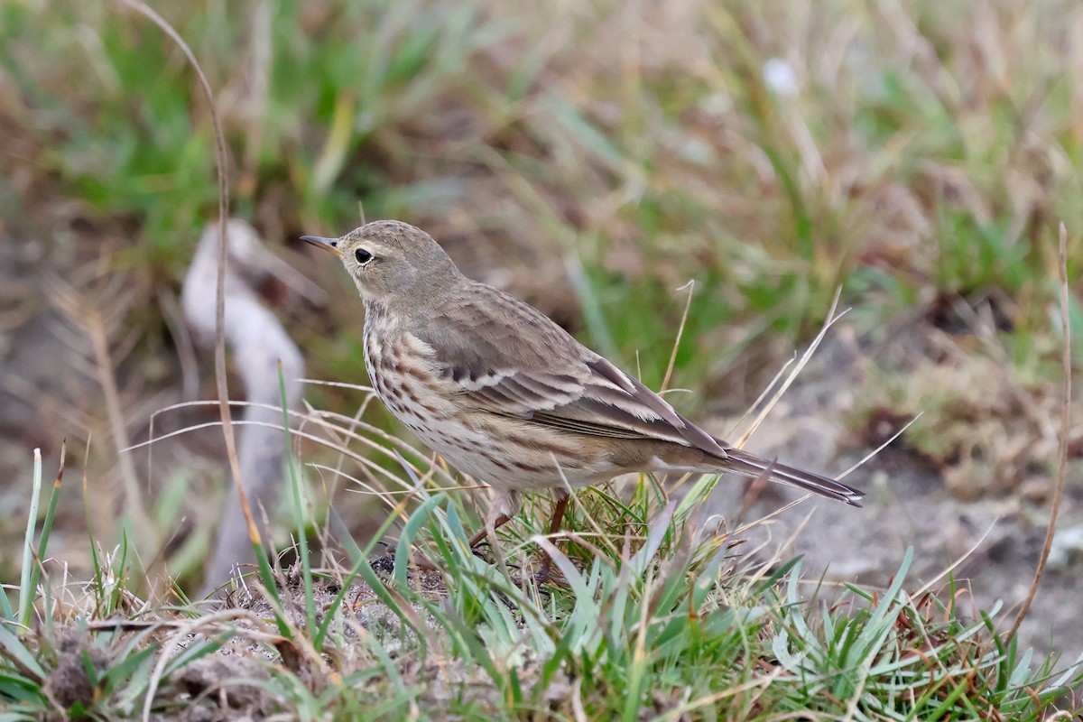 American Pipit - ML646964119