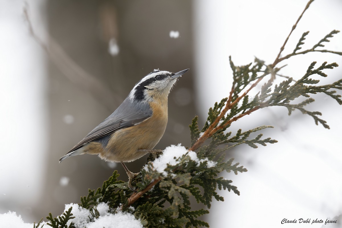 סיטה קנדית - ML646964122