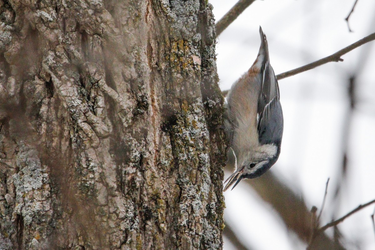 White-breasted Nuthatch - ML646964123