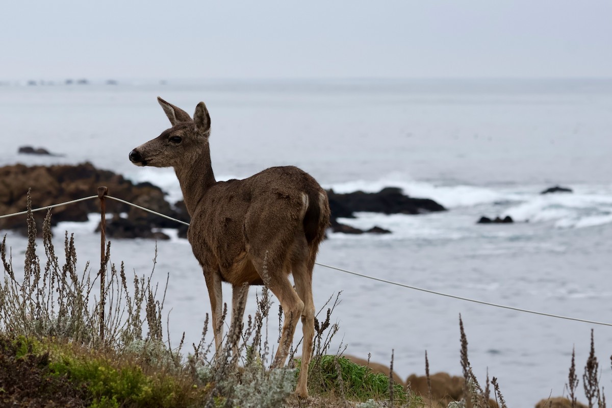 Columbian Black-tailed Deer - ML646964126