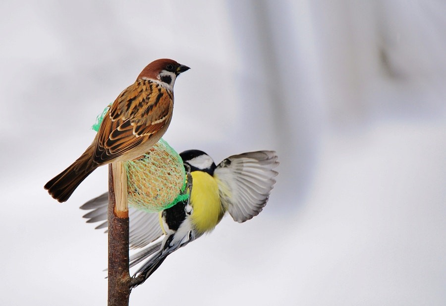 Eurasian Tree Sparrow - ML646964127
