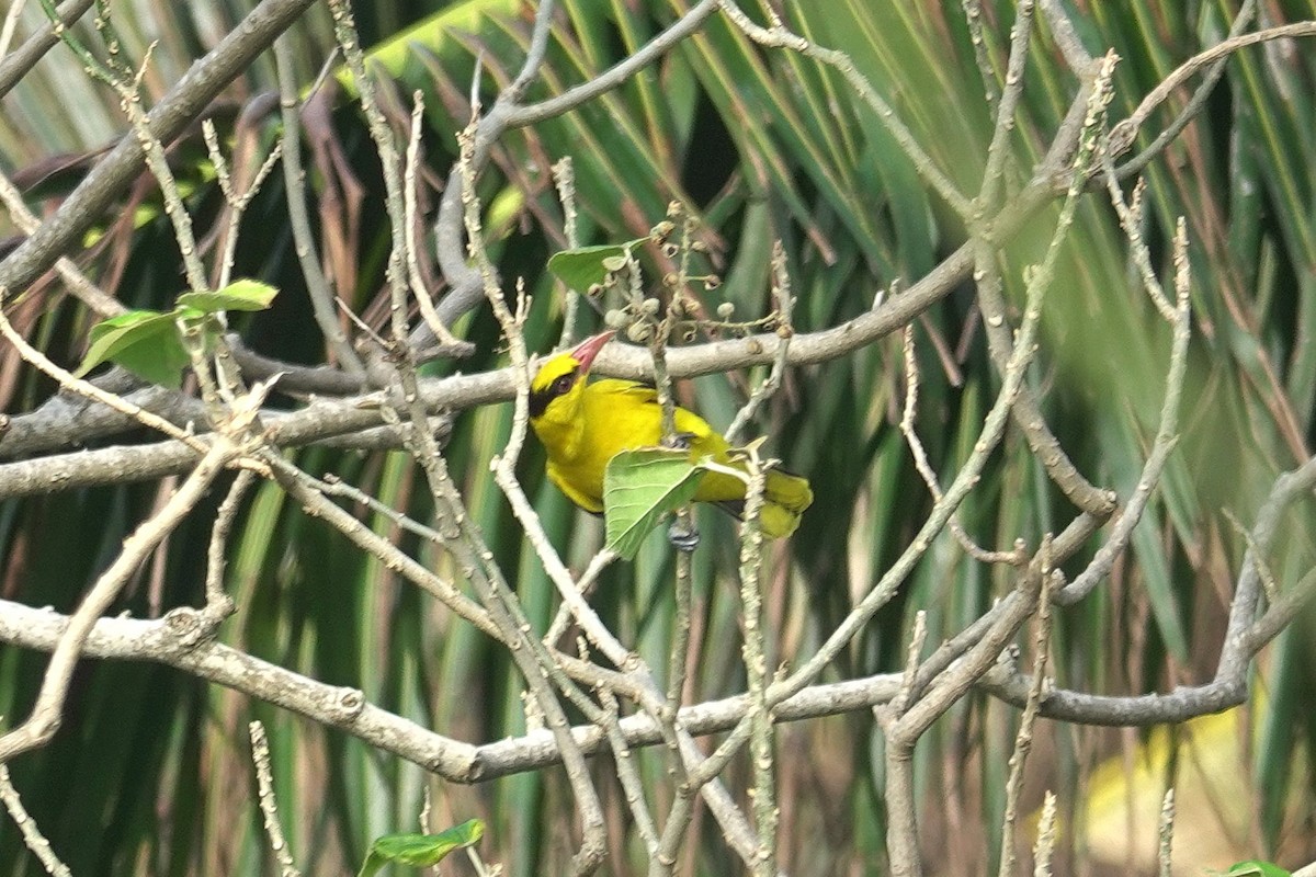 Schwarznackenpirol - ML646964128