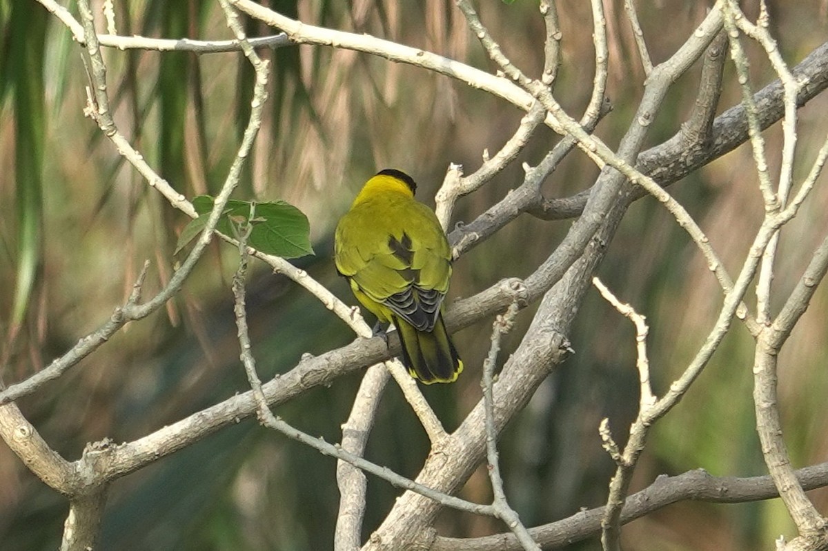 Schwarznackenpirol - ML646964129