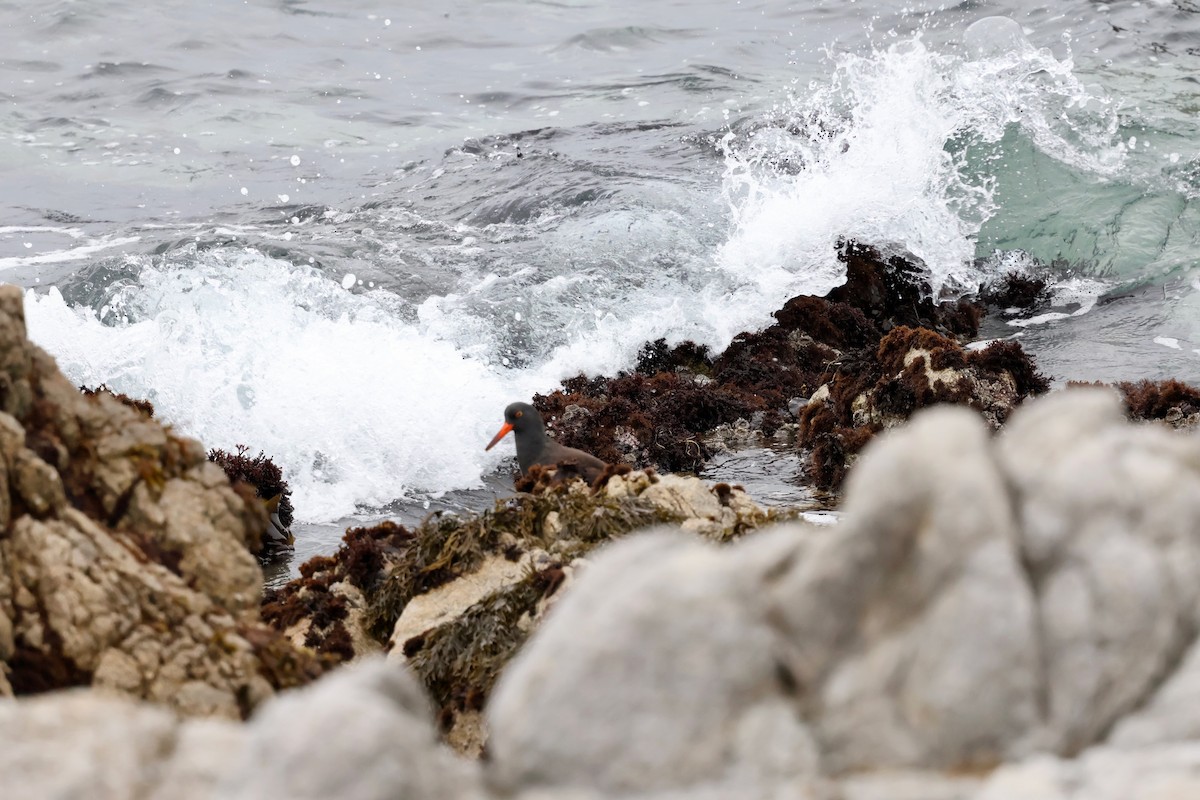 Klippenausternfischer - ML646964130