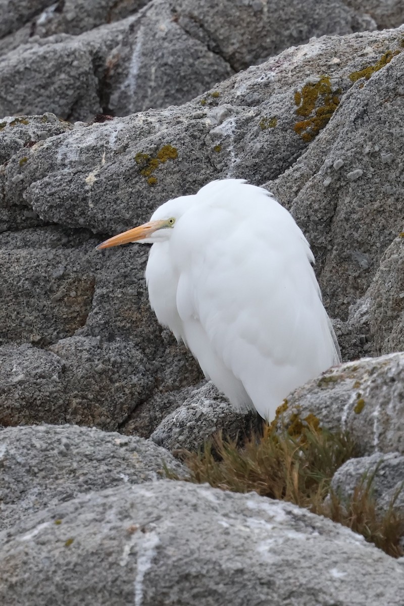 Great Egret - ML646964132