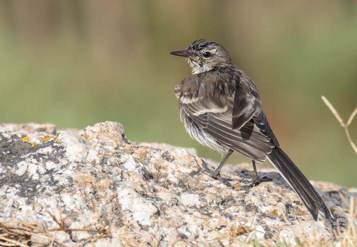 Lurmuturreko buztanikara - ML646964133