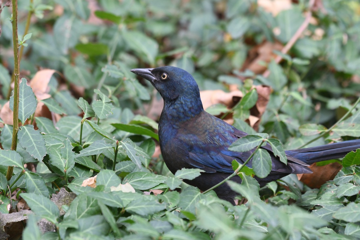 Common Grackle - ML646964134