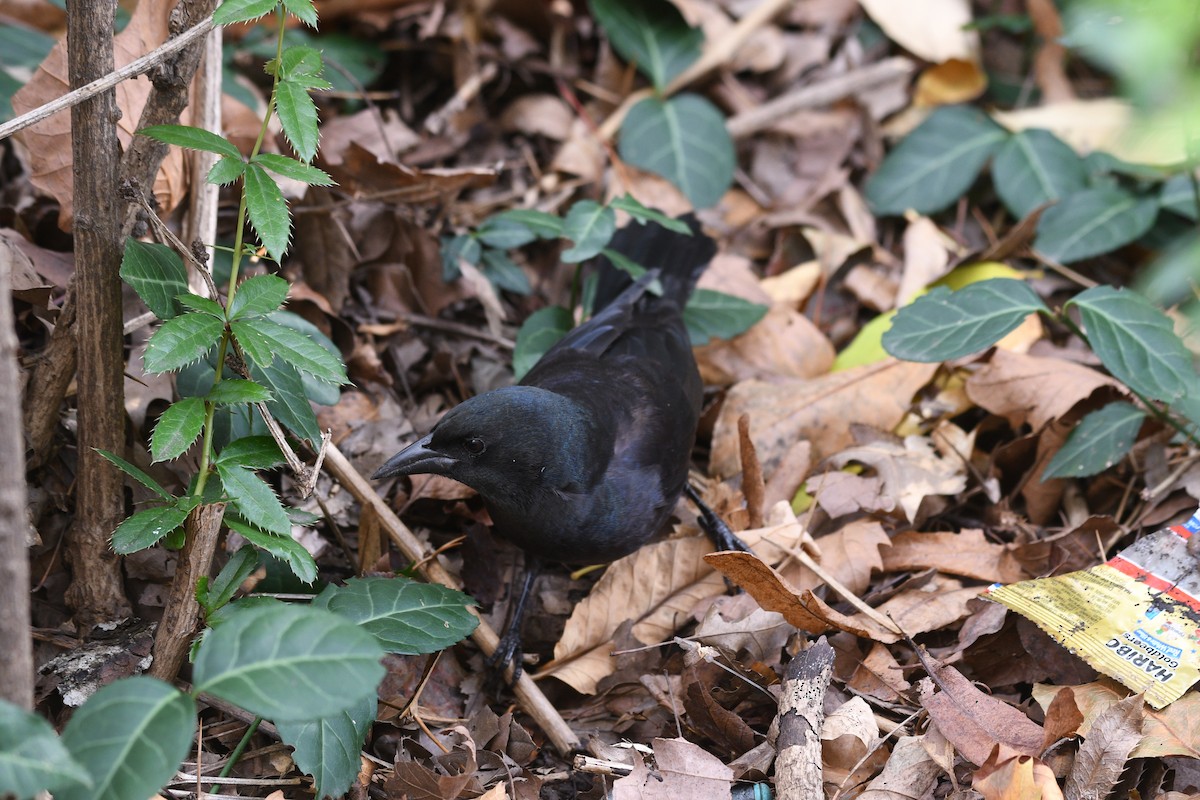 Common Grackle - ML646964135