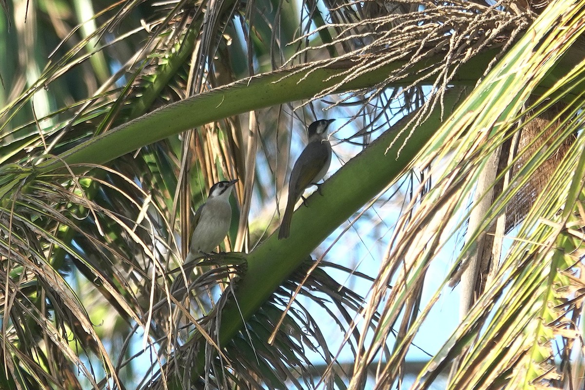 Taiwanbülbül - ML646964137